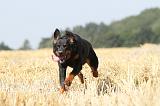 BEAUCERON 478